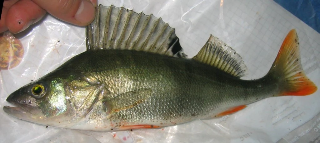 Perca fluviatilis: Суворий профіль