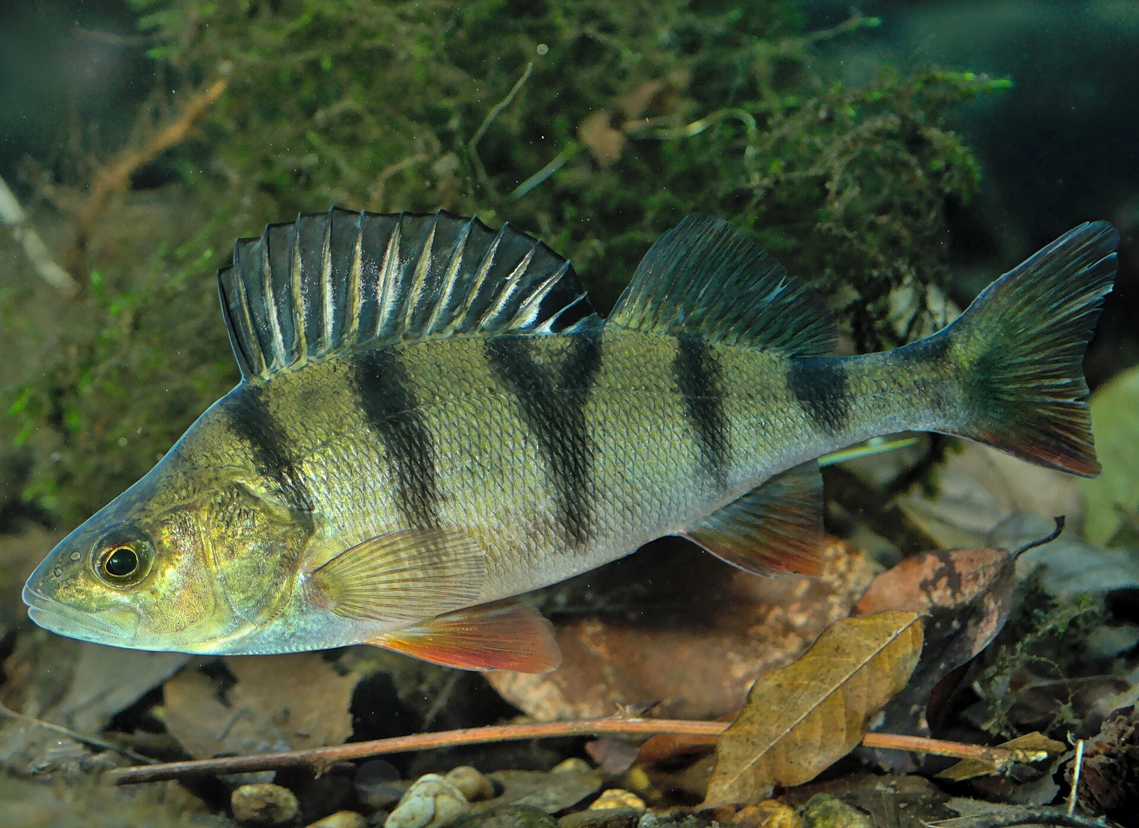 Perca fluviatilis: Живий профіль