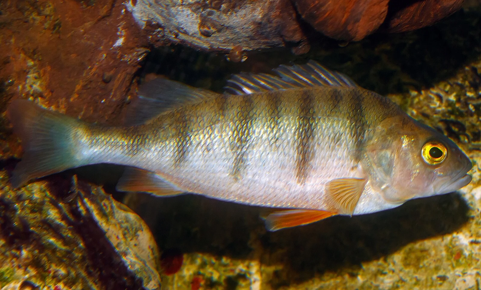 Perca fluviatilis: Бліда варіація