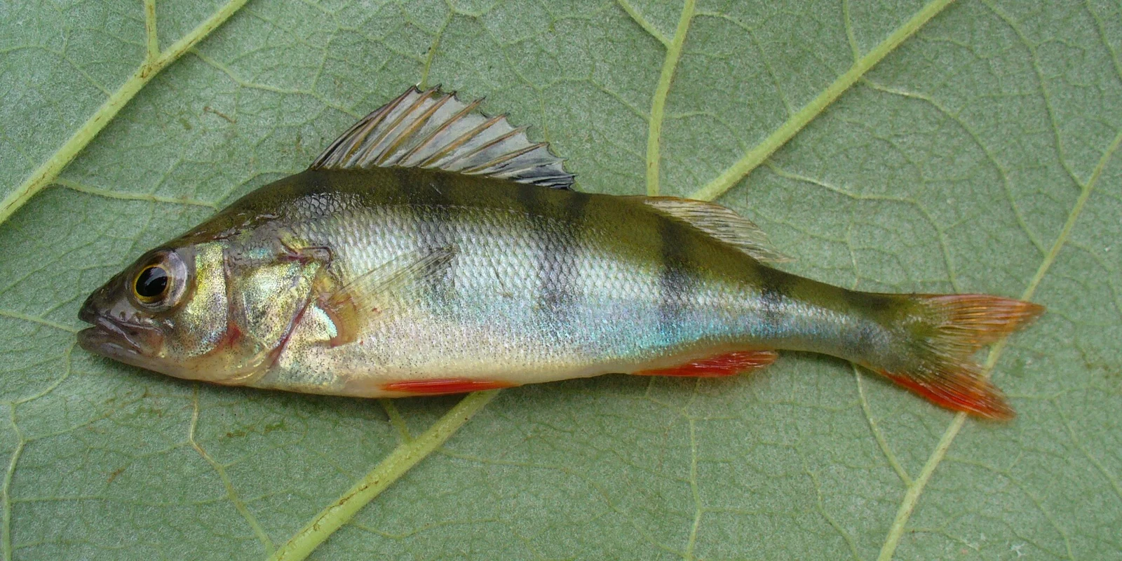 Perca fluviatilis: Молода риба