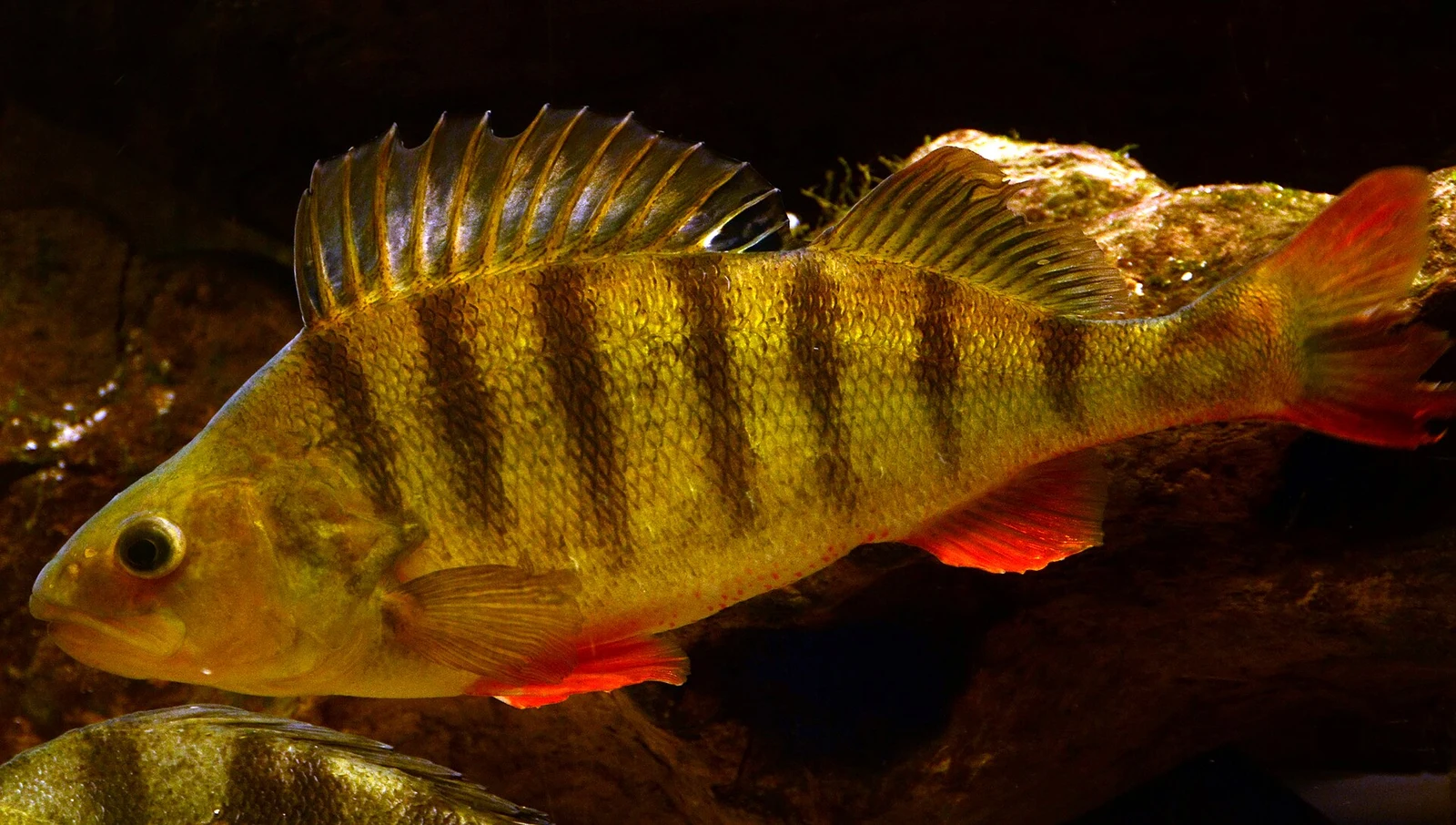 Perca fluviatilis: Колір і промені