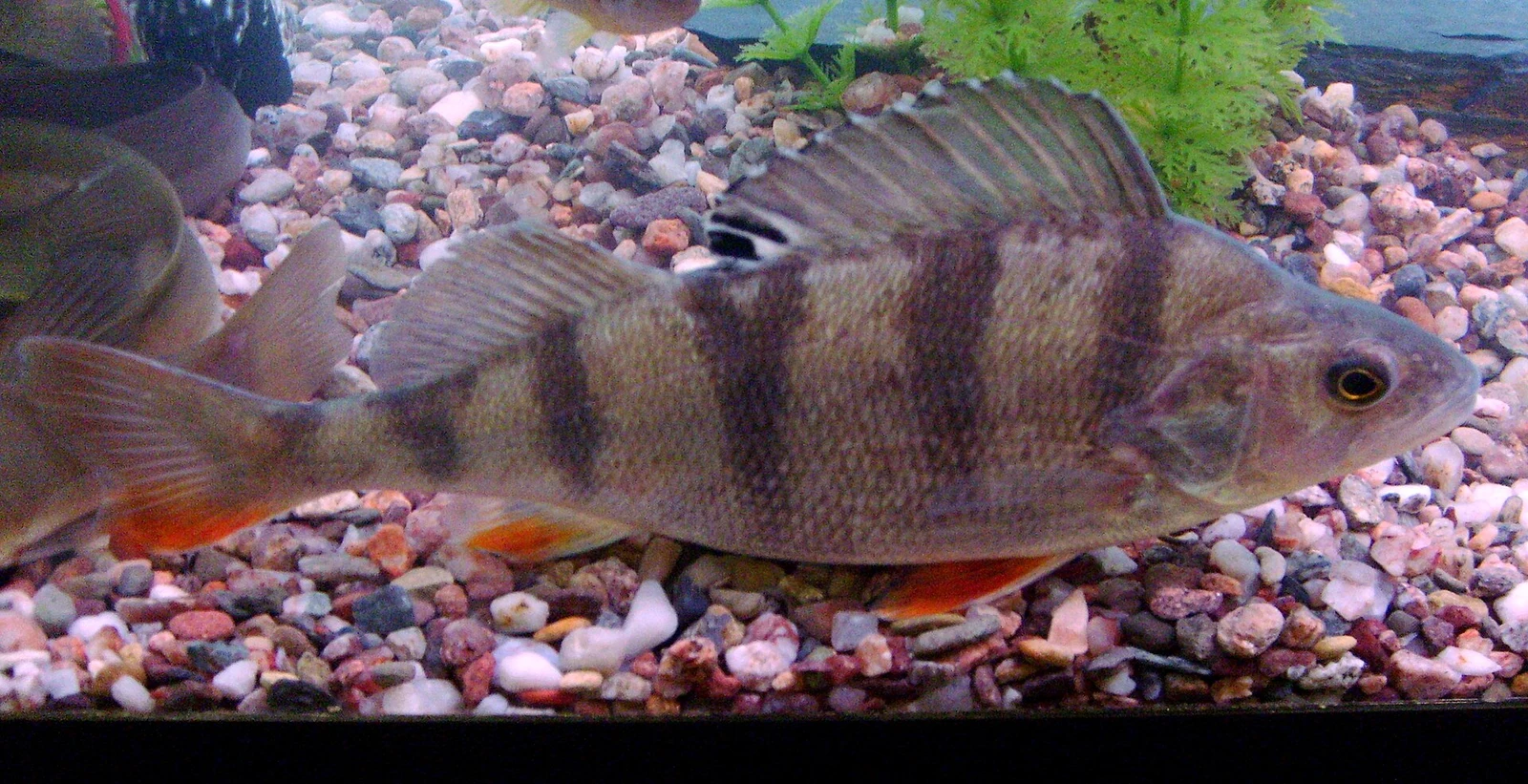 Perca fluviatilis: Темна варіація
