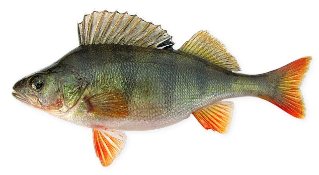 Perca fluviatilis: Науковий профіль
