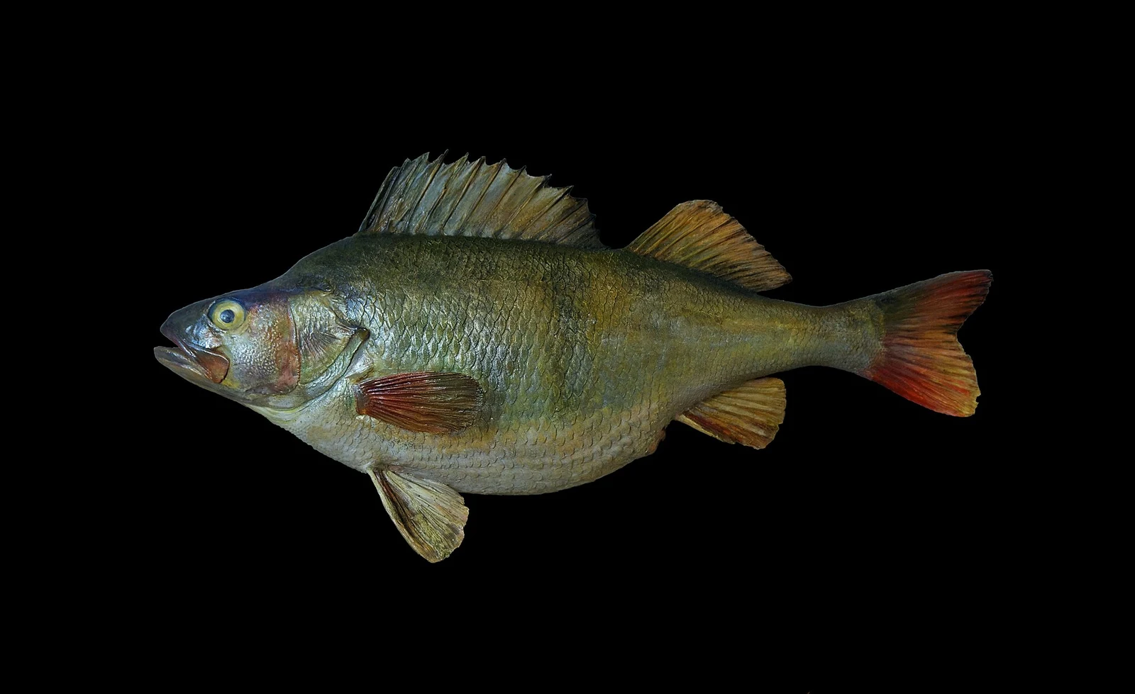 Perca fluviatilis: Музейна форма