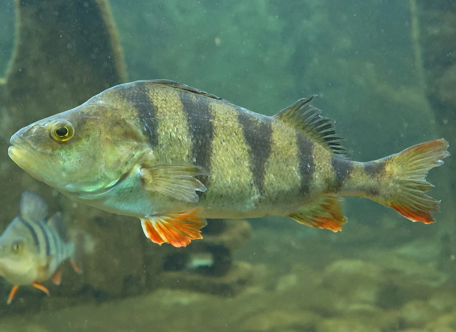 Perca fluviatilis: Живий дорослий