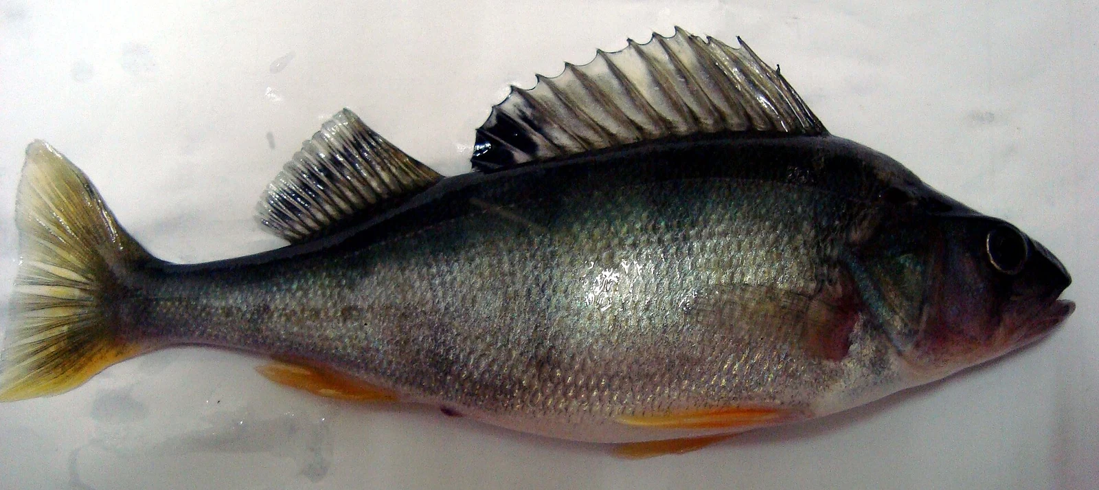Perca fluviatilis: Дорослий екземпляр