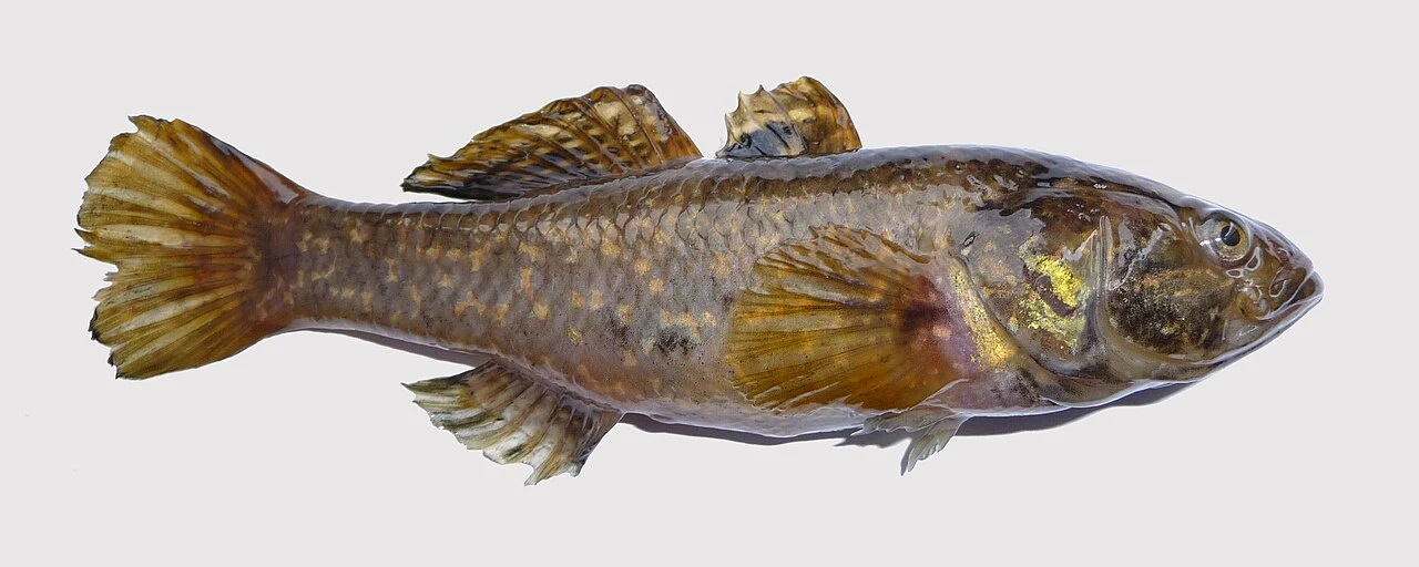 Perccottus glenii: Пріоритетний видовий профіль