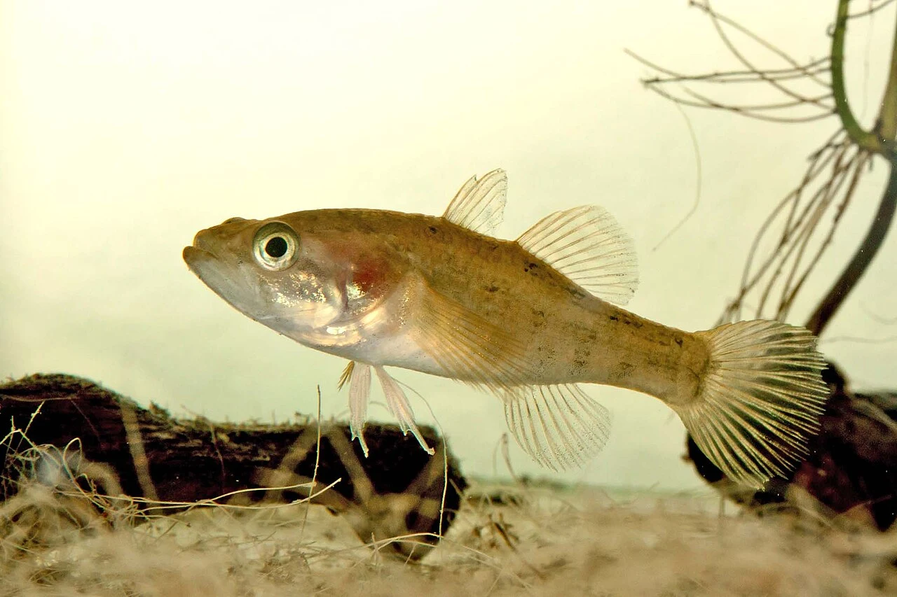 Perccottus glenii: Пріоритетна жива доросла форма