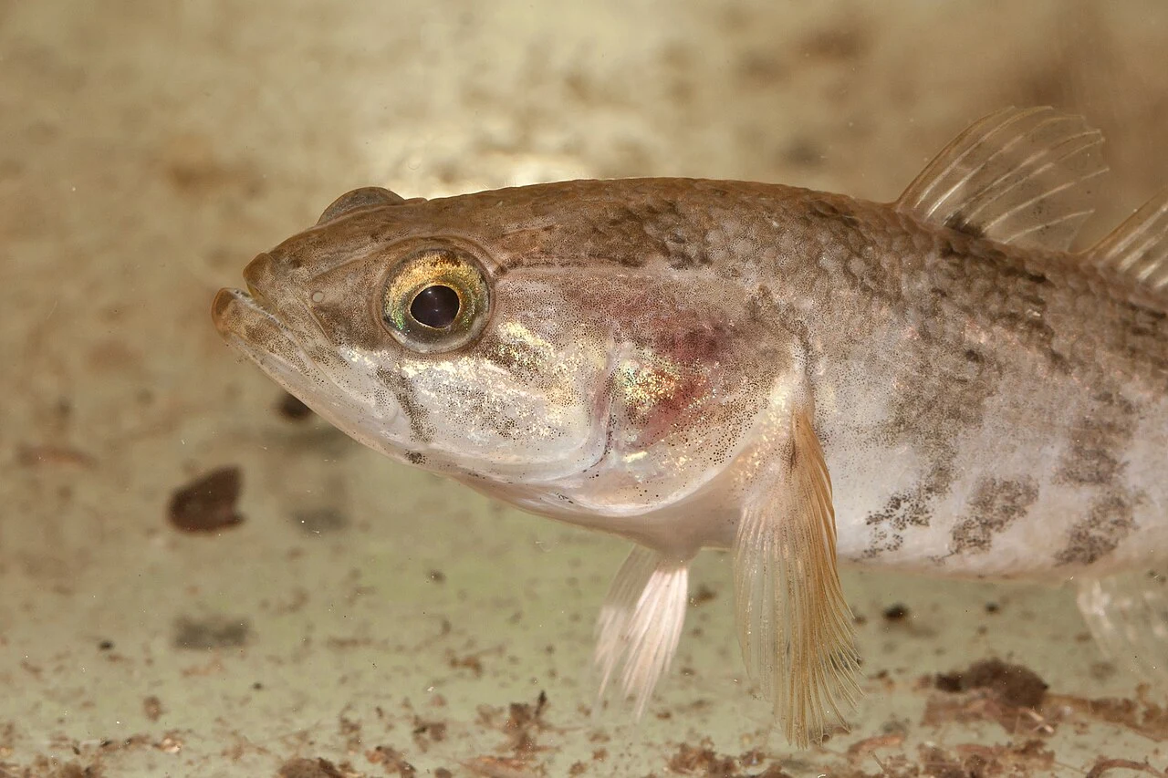 Perccottus glenii: Пріоритетна голова