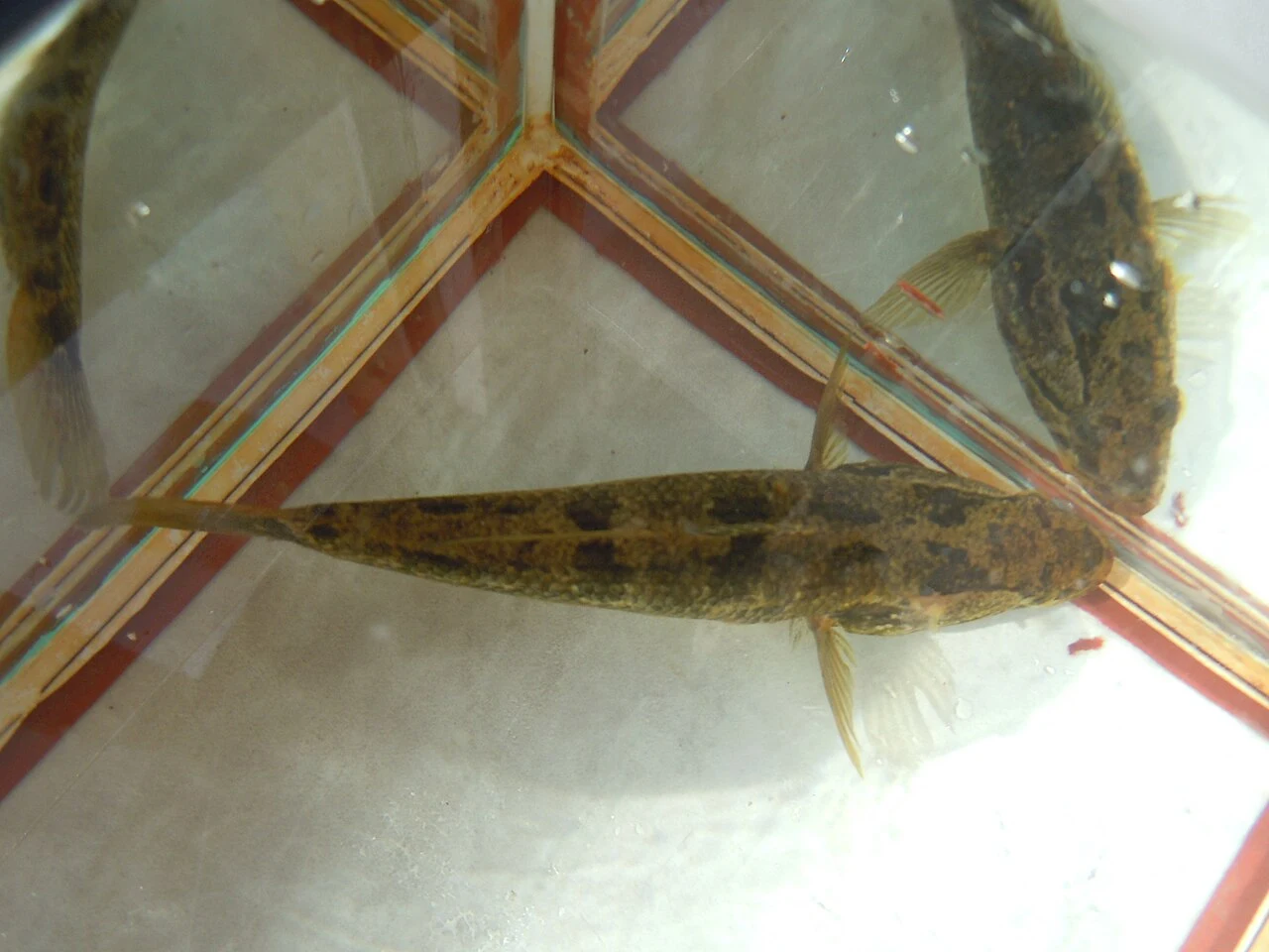 Perccottus glenii: Пріоритетні пропорції