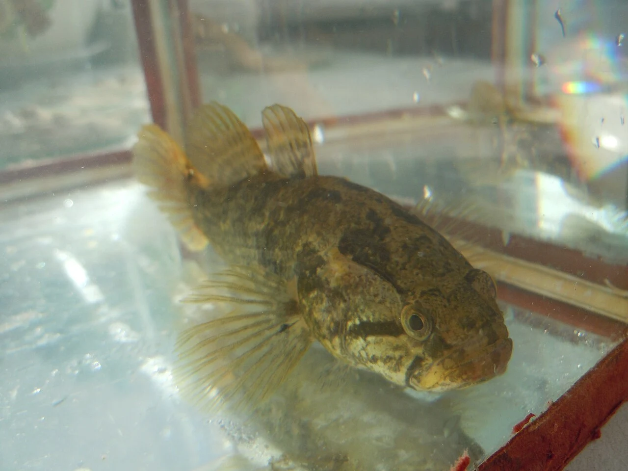 Perccottus glenii: Варіативність забарвлення
