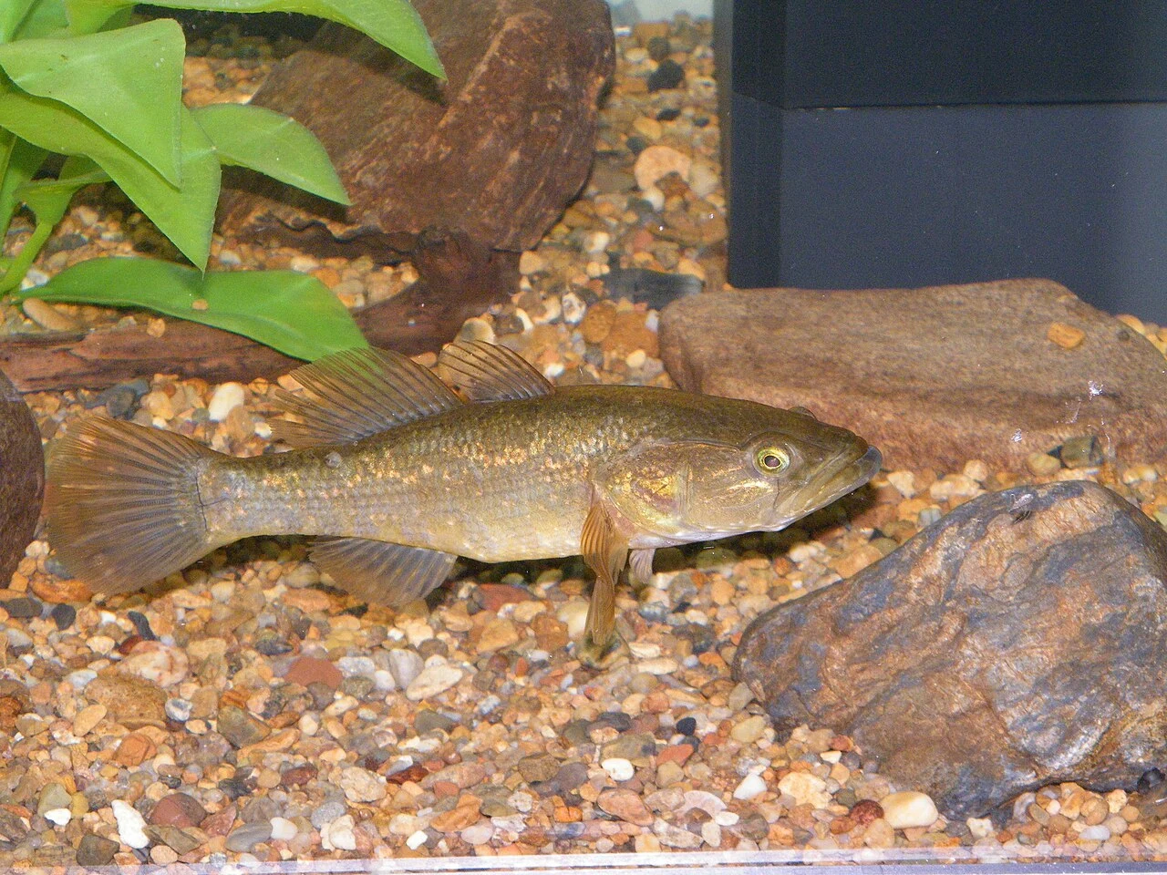 Perccottus glenii: Живий акваріумний профіль