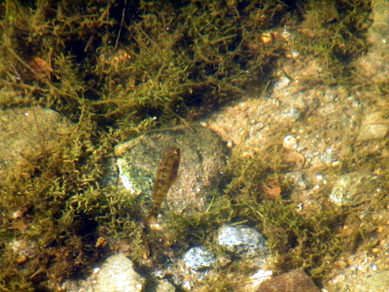 Perccottus glenii: Природне середовище