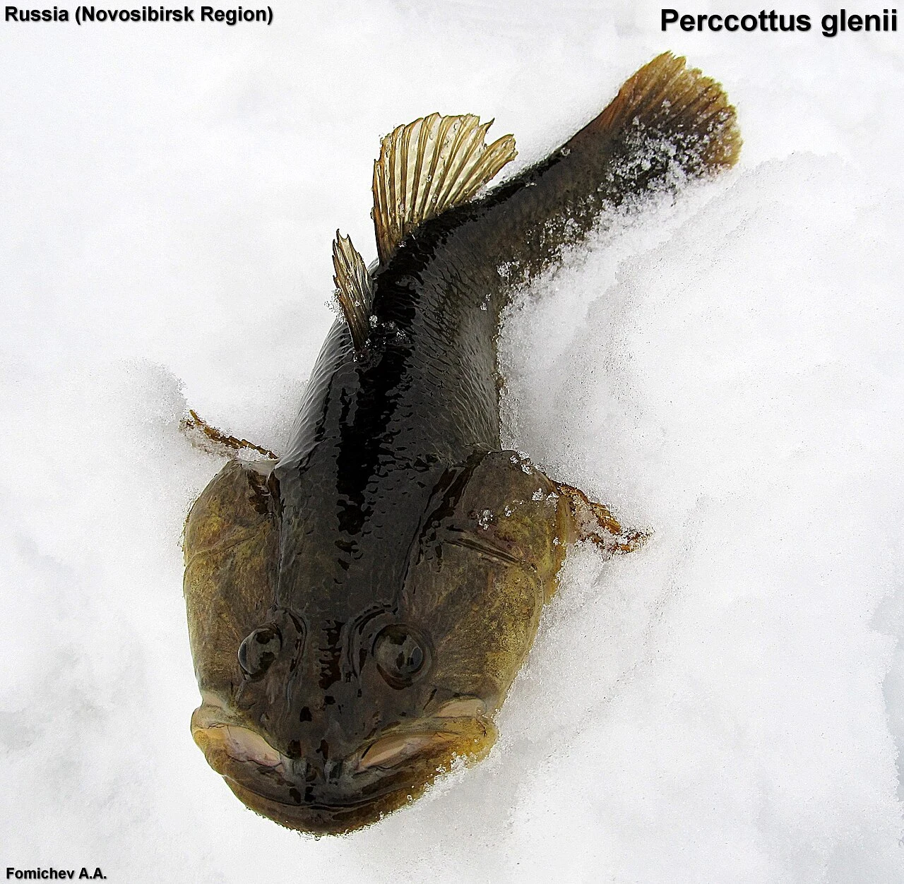 Perccottus glenii: Діагностична форма