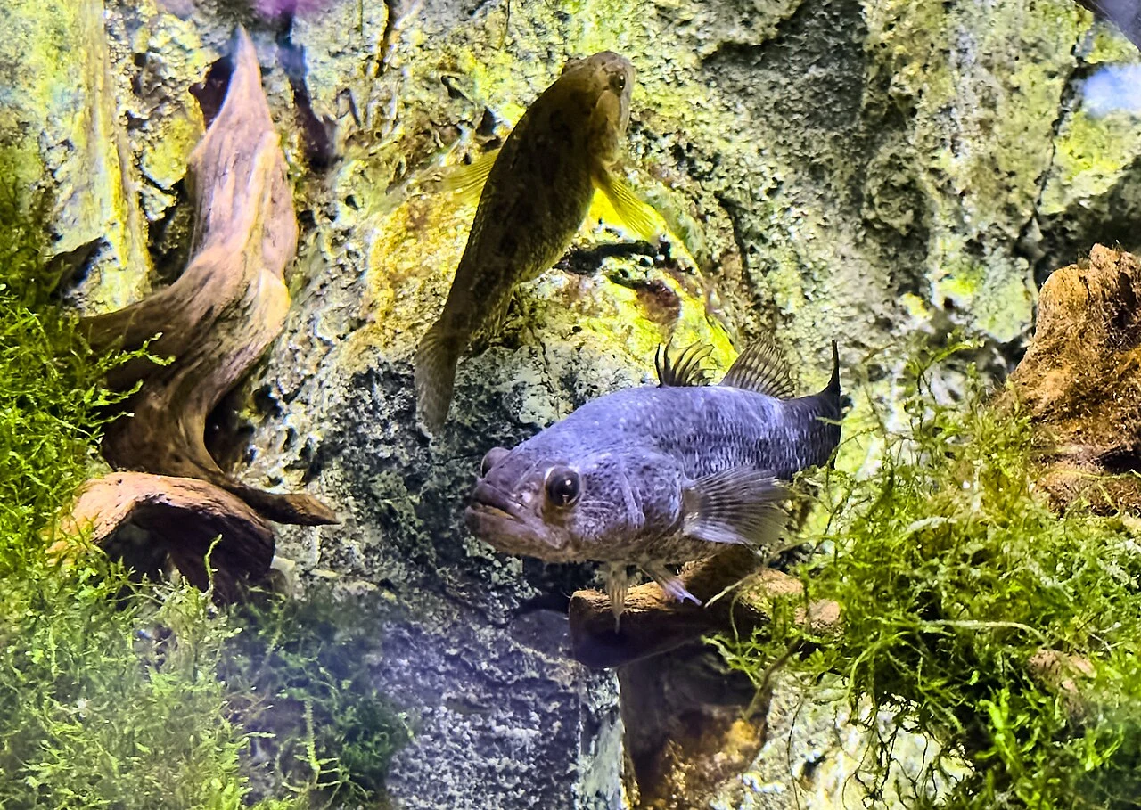 Perccottus glenii: Живі особини в океанаріумі