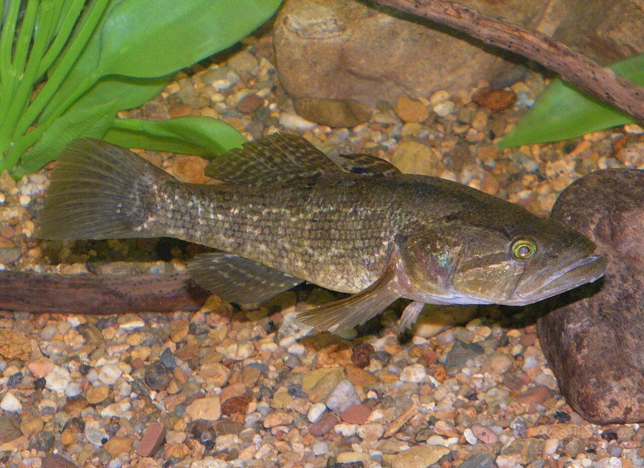 Perccottus glenii: Альтернативний дорослий профіль