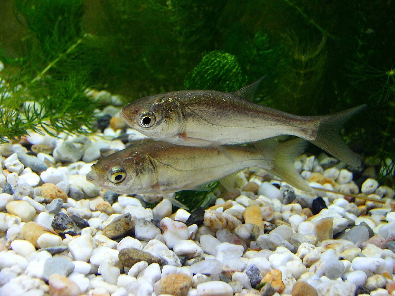 Hypophthalmichthys molitrix: Молоді живі риби