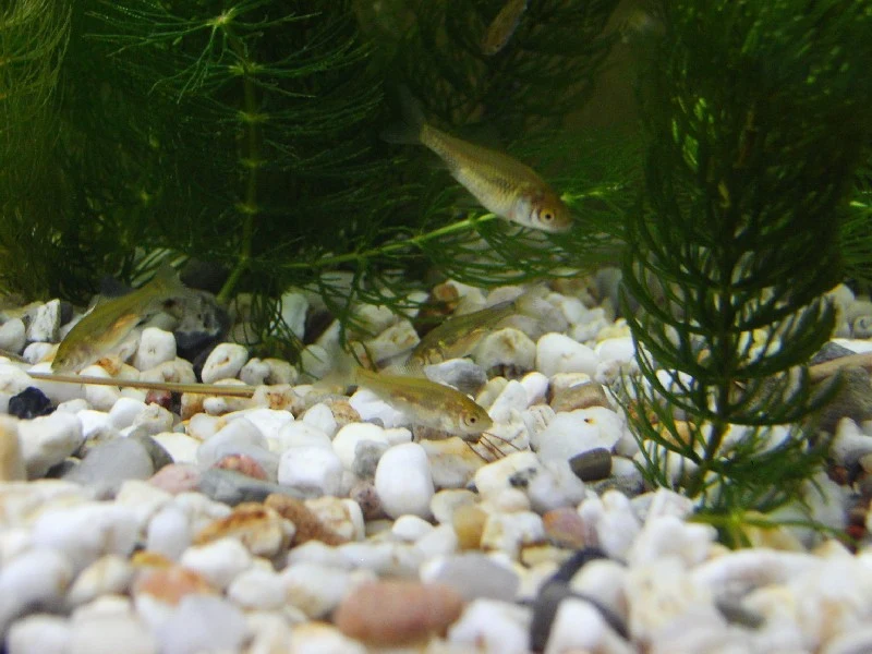 Hypophthalmichthys molitrix: Молодь