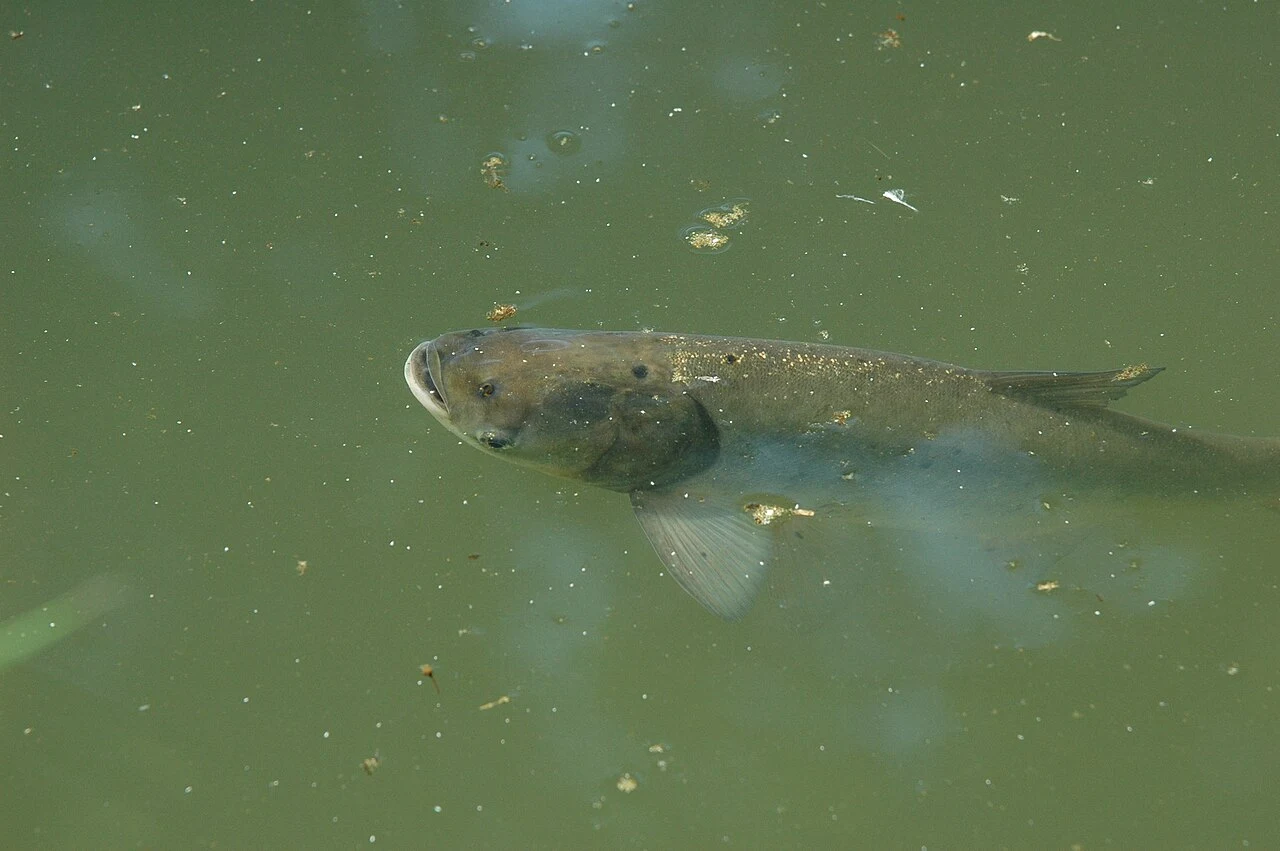 Hypophthalmichthys molitrix: Жива доросла форма