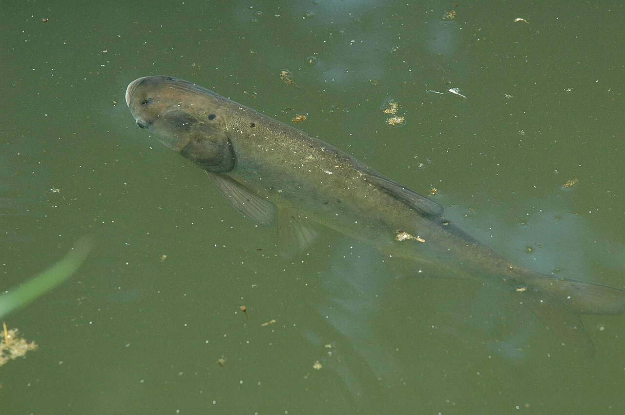 Hypophthalmichthys molitrix: Живий ракурс