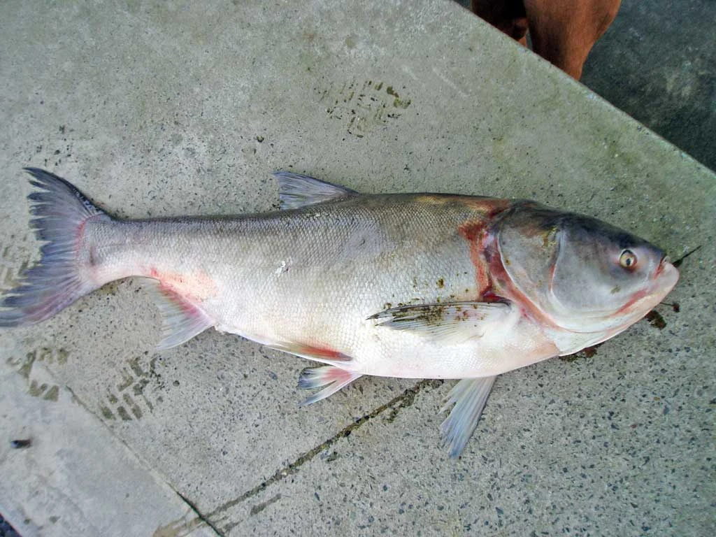 Hypophthalmichthys molitrix: Дорослий профіль