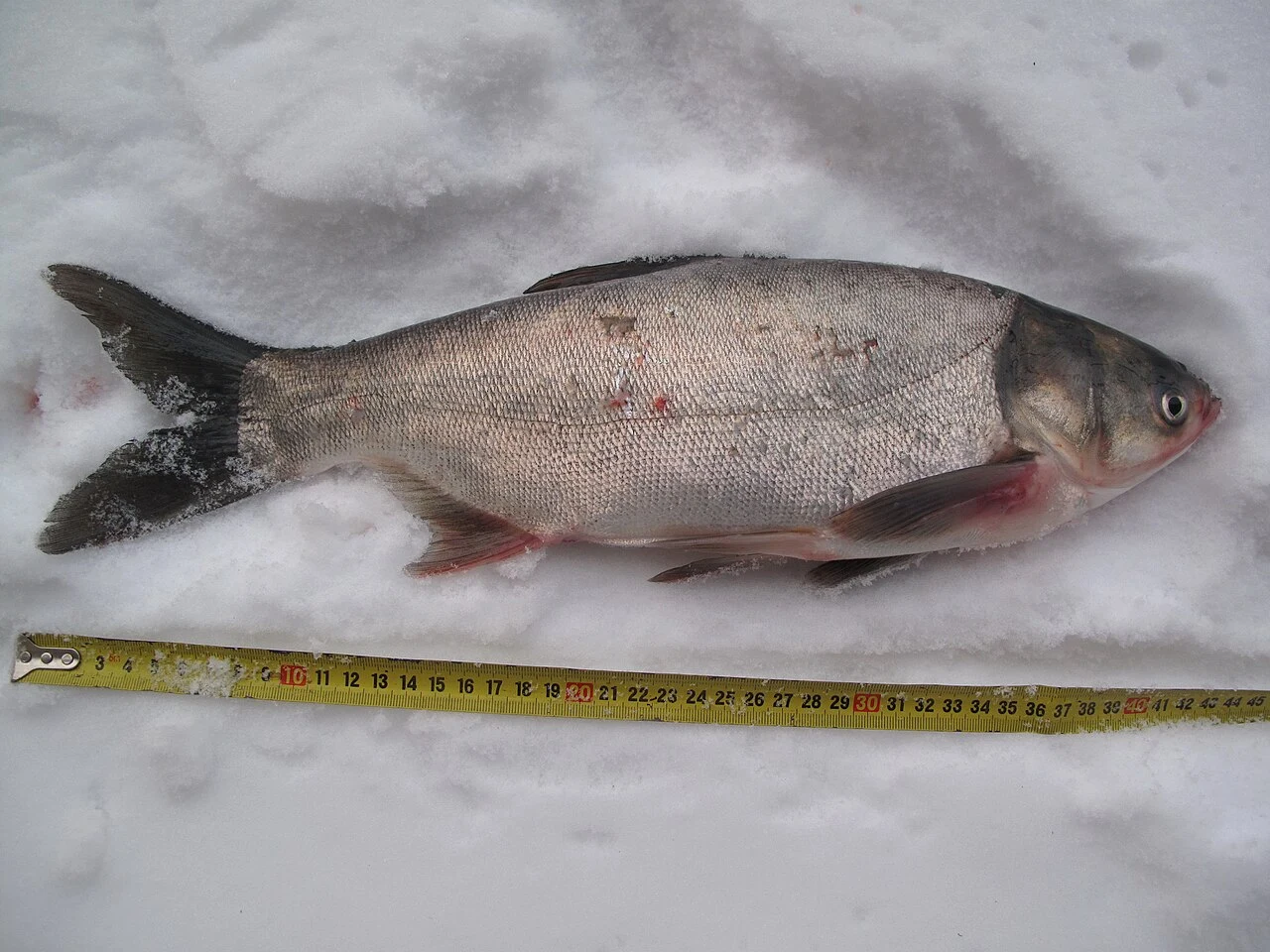 Hypophthalmichthys molitrix: Великий екземпляр