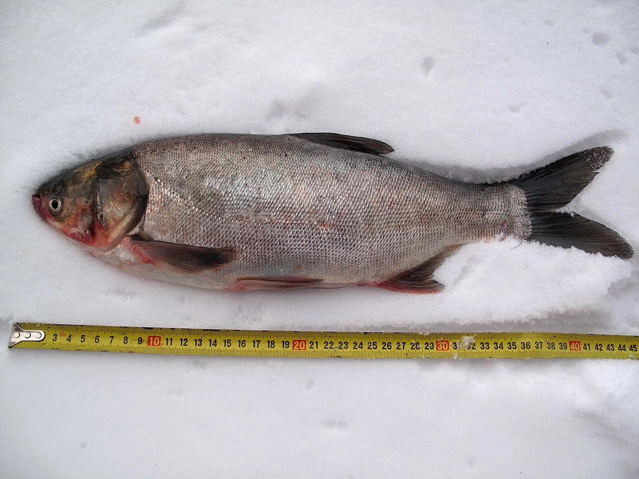 Hypophthalmichthys molitrix: Альтернативний дорослий