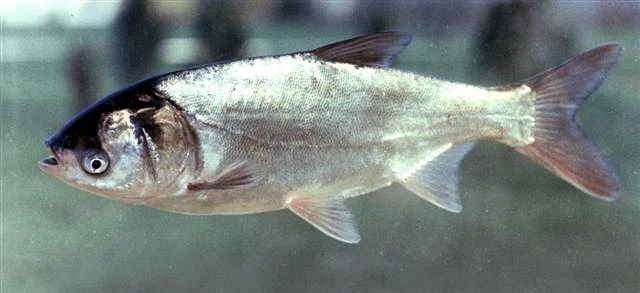 Hypophthalmichthys molitrix: Науковий профіль