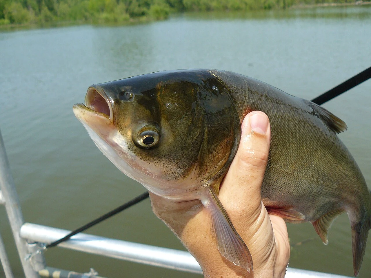 Hypophthalmichthys molitrix: Жива голова