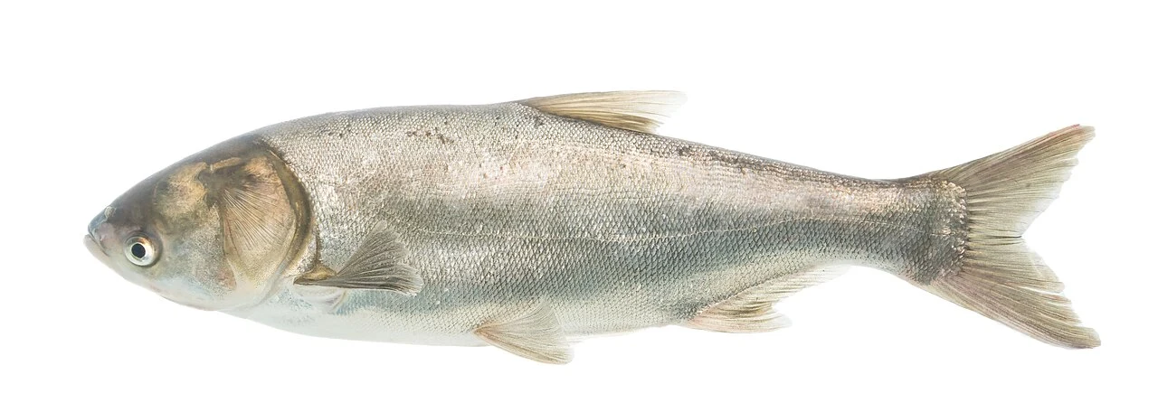 Hypophthalmichthys molitrix: Ізольований дорослий