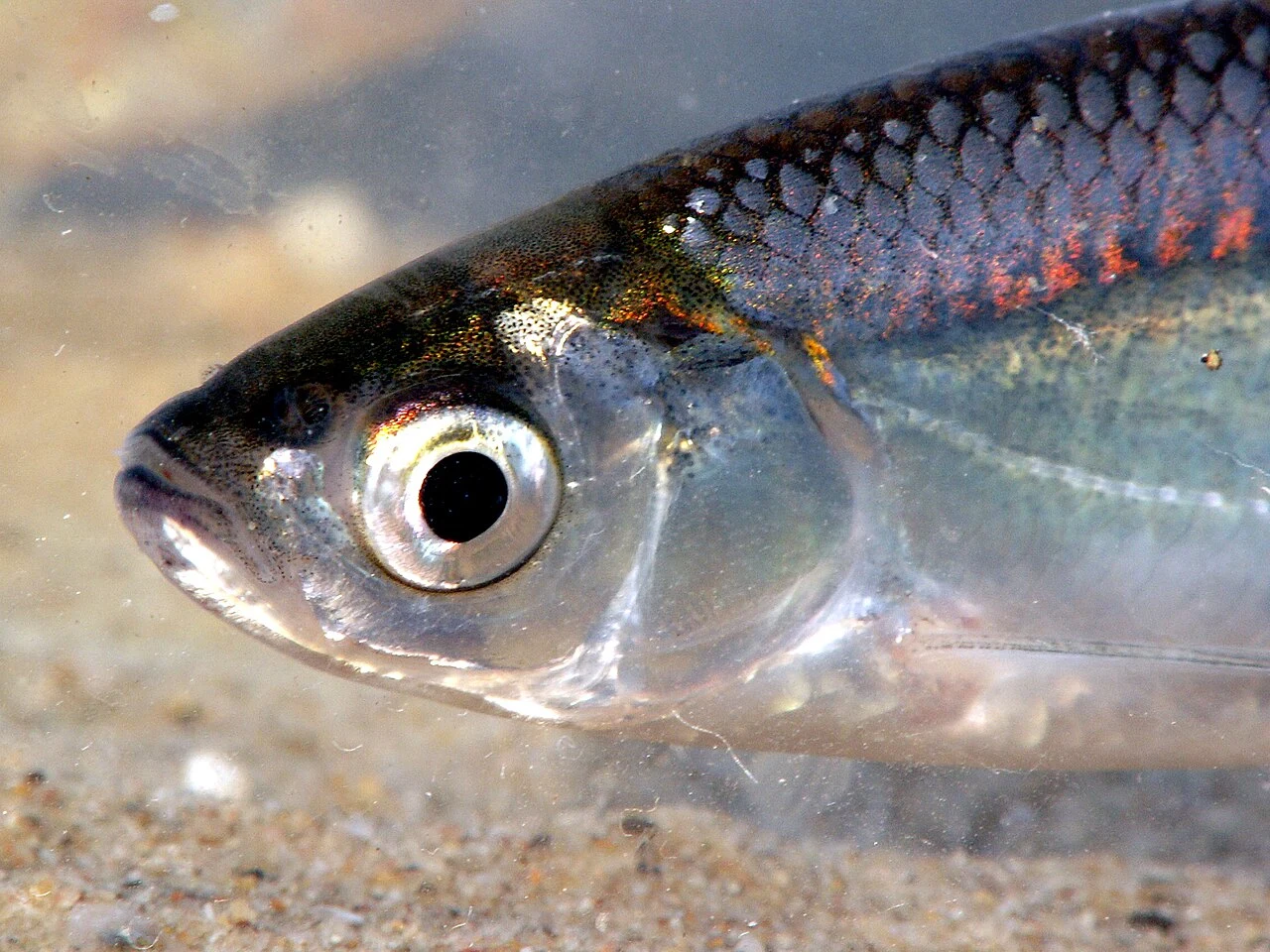 Alburnus alburnus: Голова крупно