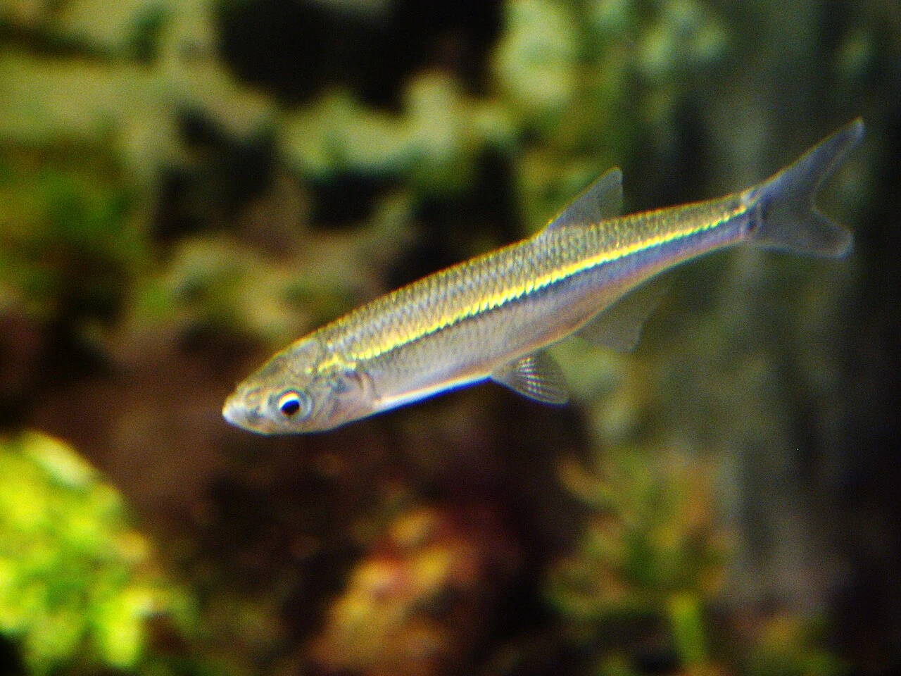 Alburnus alburnus: Молода риба