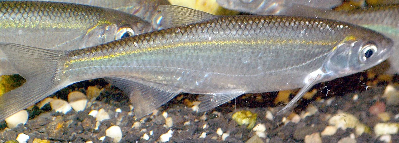 Alburnus alburnus: Повний профіль