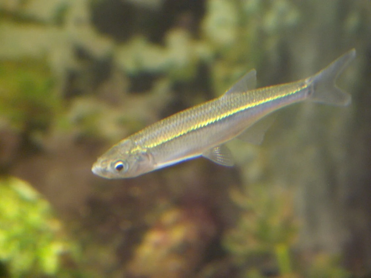 Alburnus alburnus: Інша молода форма