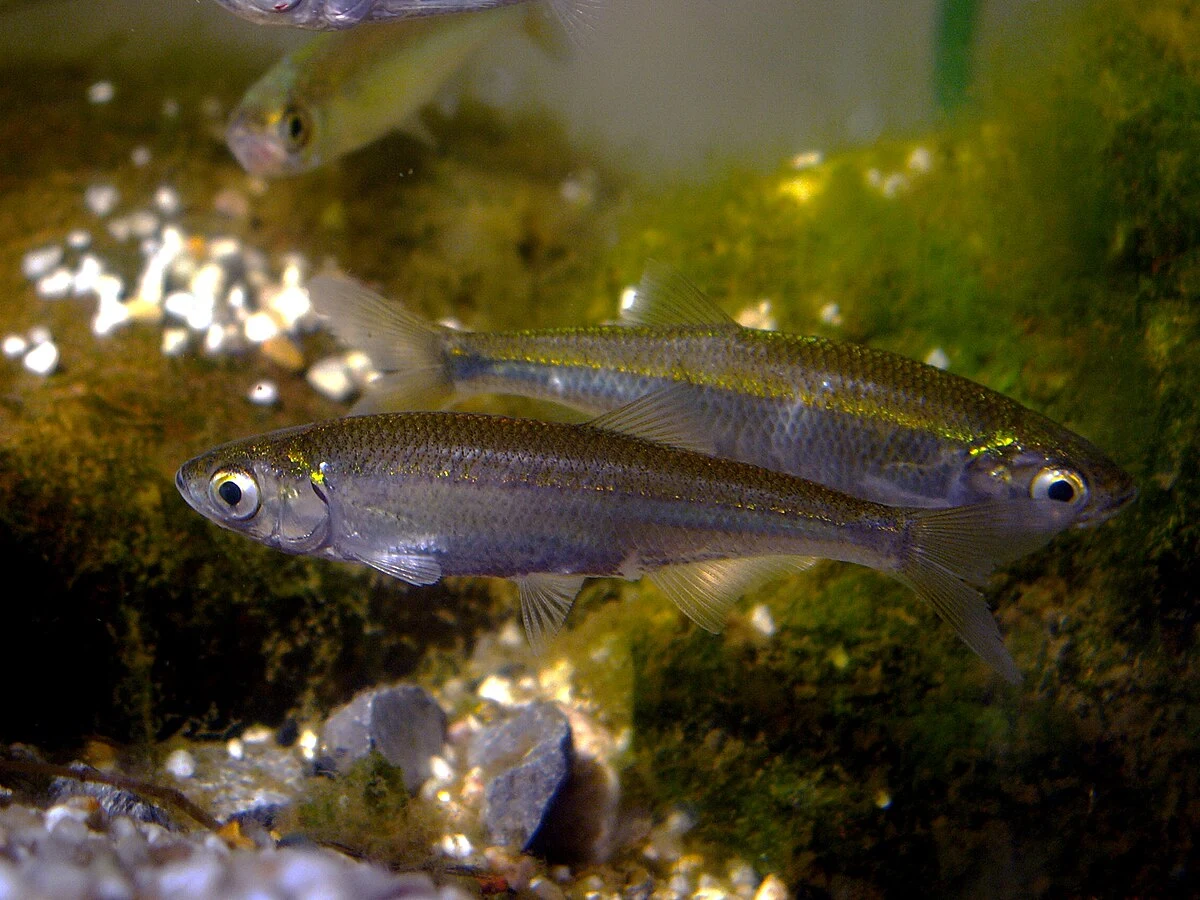 Alburnus alburnus: Доросла самиця