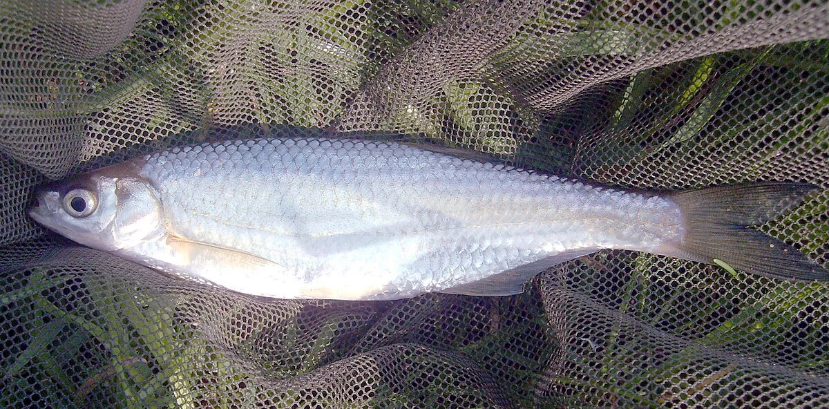 Alburnus alburnus: Науковий профіль