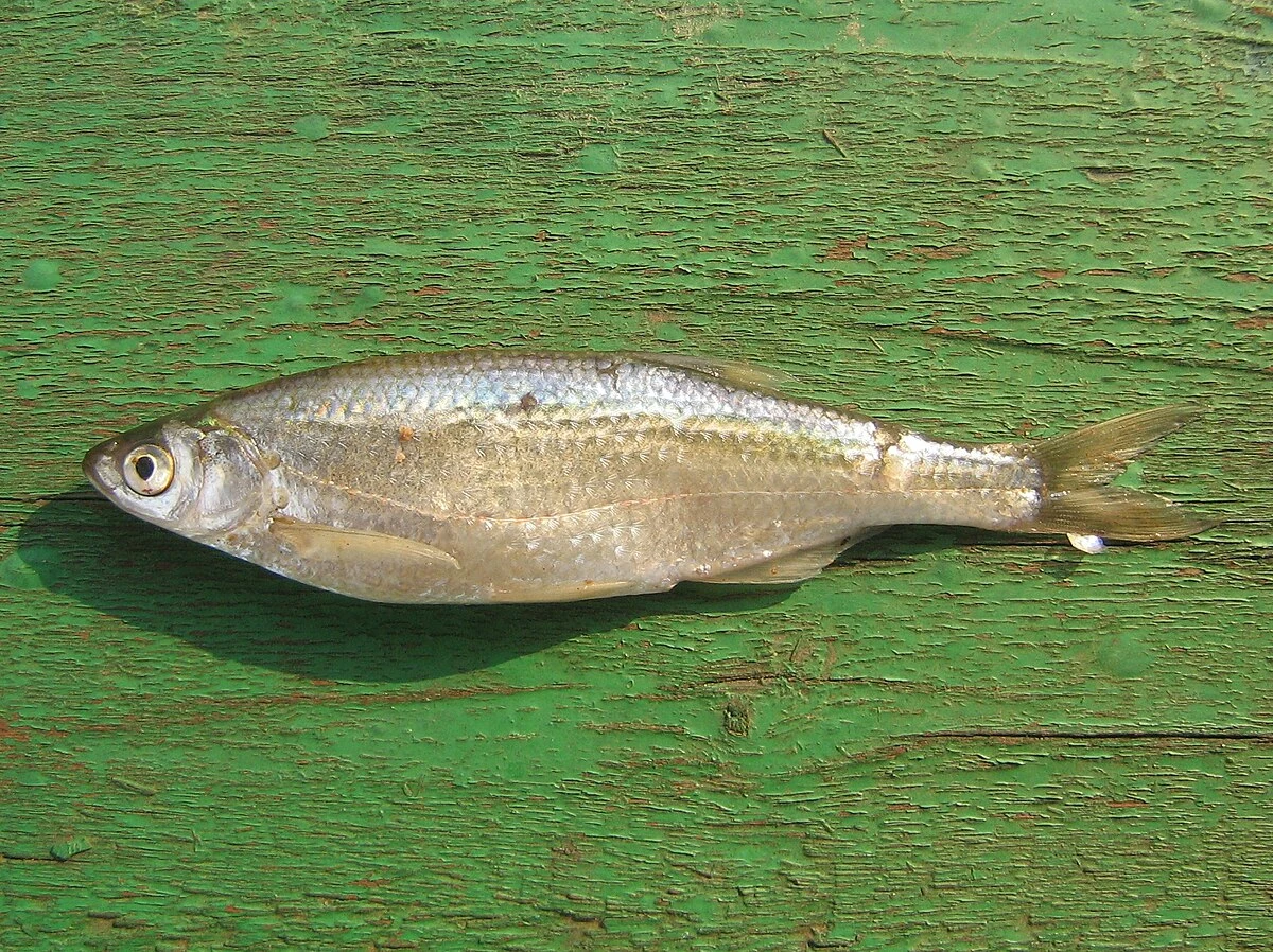 Alburnus alburnus: Інший польовий кадр